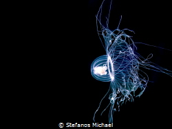 Jellyfish - Oceania armata by Stefanos Michael 